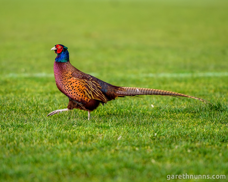 Pheasant on grass pitch at Loughborough University