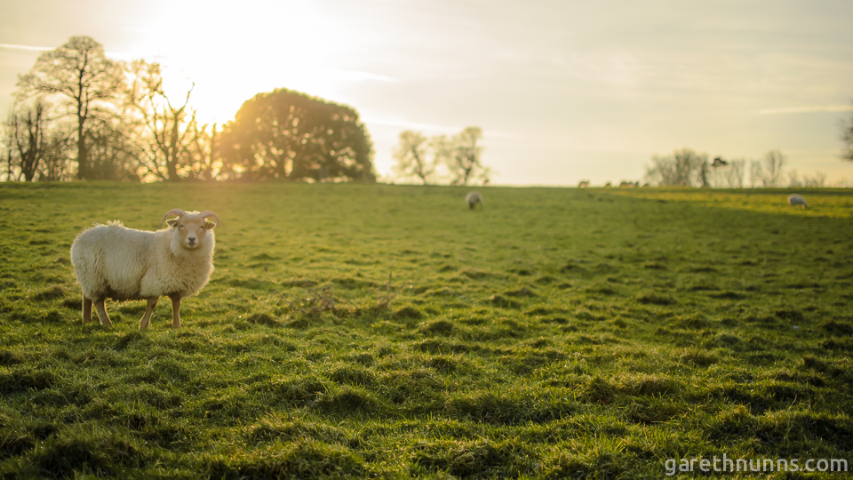 Sheep in the sunset at Wimpole Hall and Farm, Cambridge